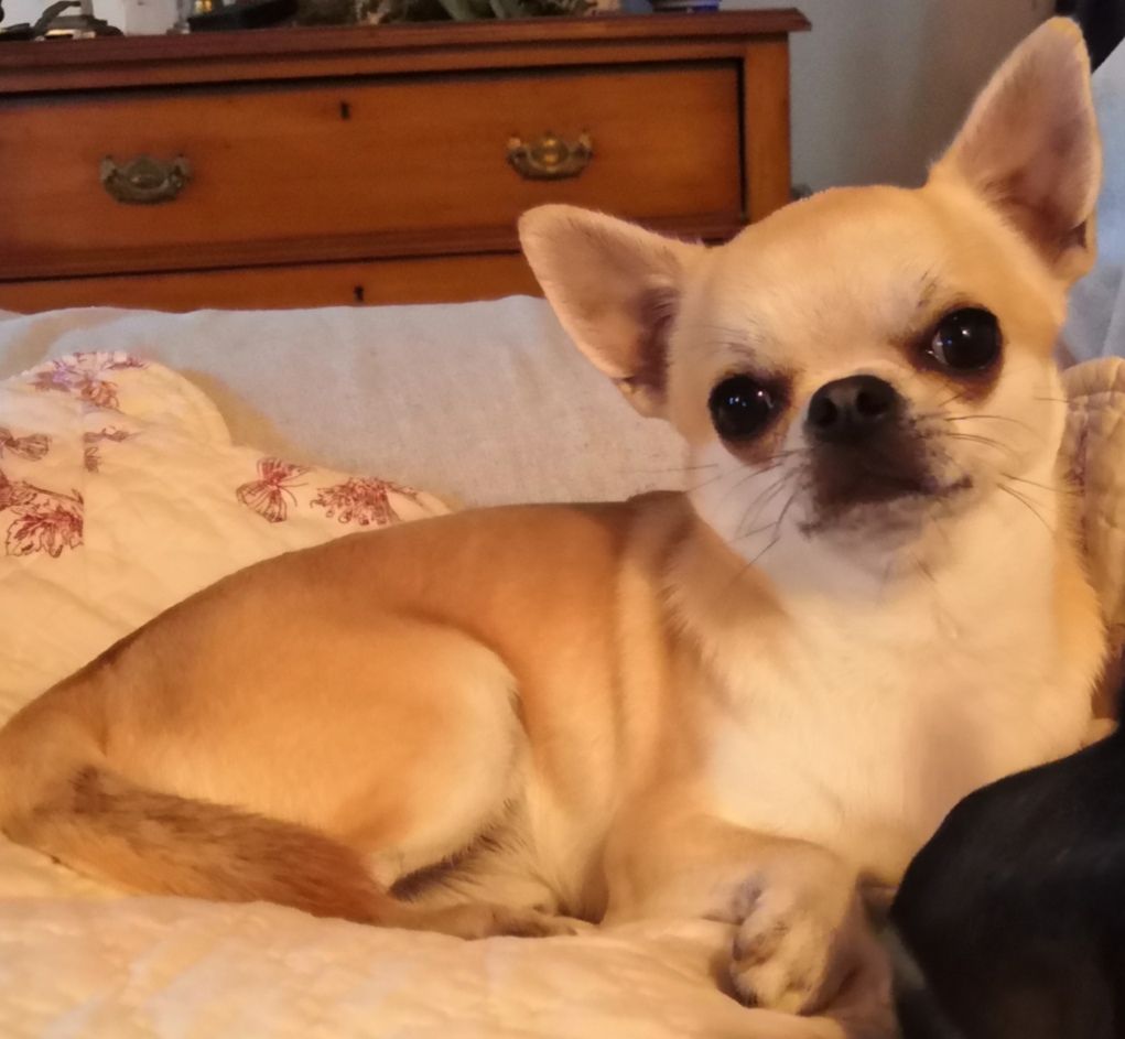 Les Chihuahua de l'affixe Des Ca.beaux&chics