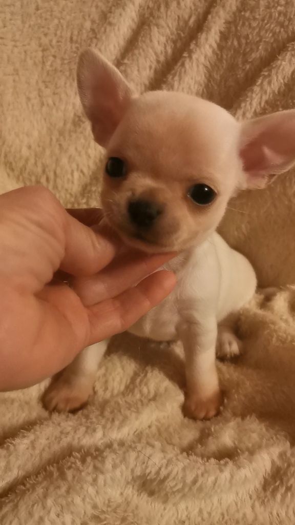 Des Ca.beaux&chics - Chiot disponible  - Chihuahua