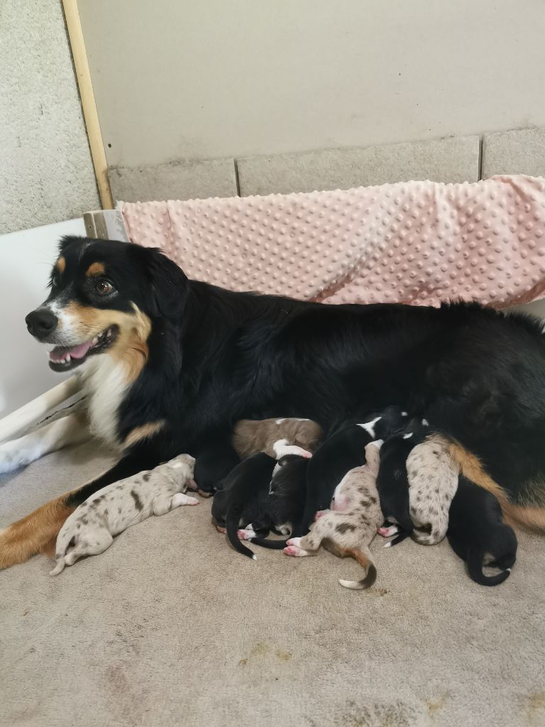 chiot Berger Australien Des Ca.beaux&chics