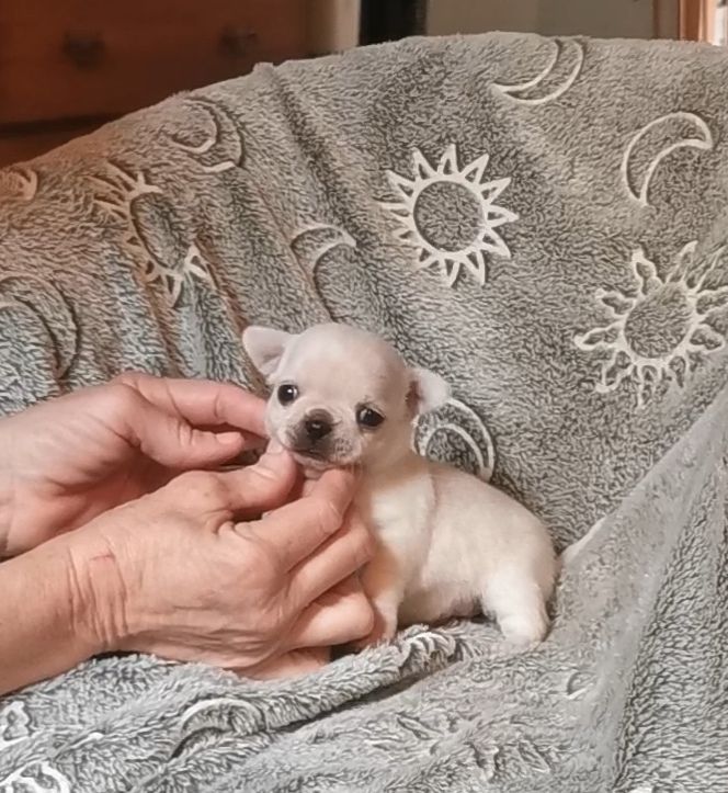 Des Ca.beaux&chics - Chiot disponible  - Chihuahua