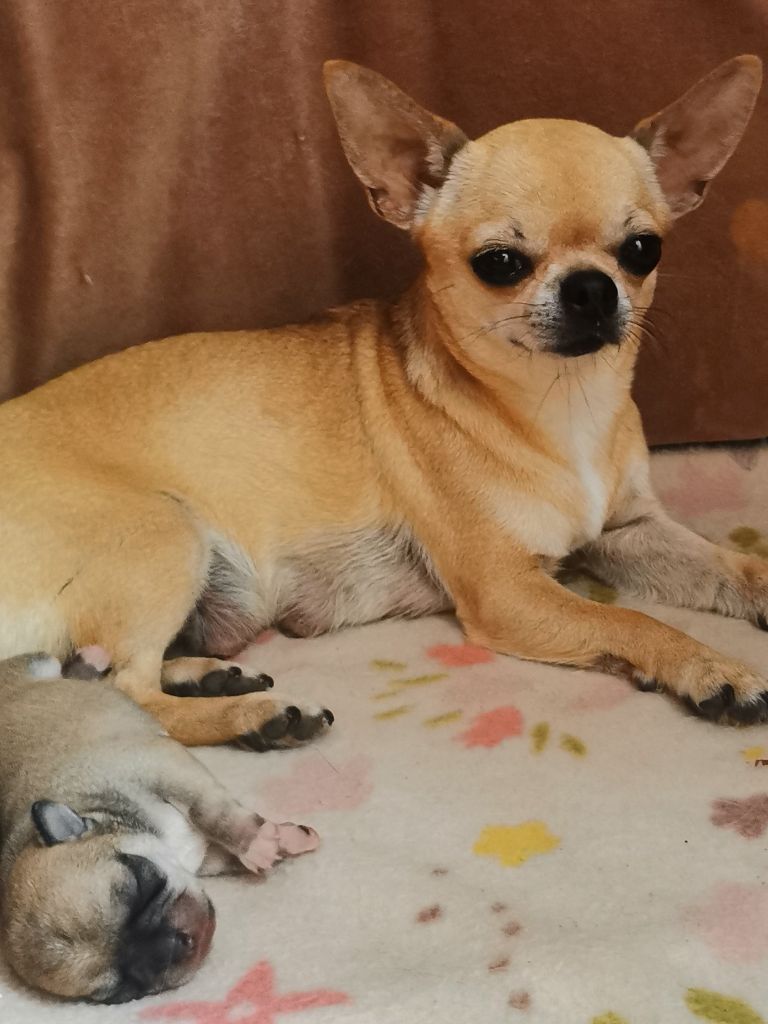 chiot Chihuahua Des Ca.beaux&chics