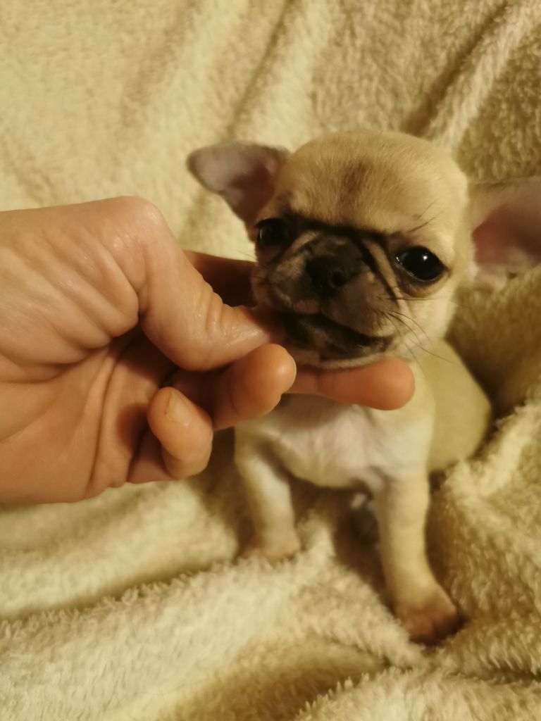 Des Ca.beaux&chics - Chiot disponible  - Chihuahua