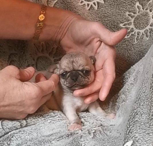 Des Ca.beaux&chics - Chiot disponible  - Chihuahua