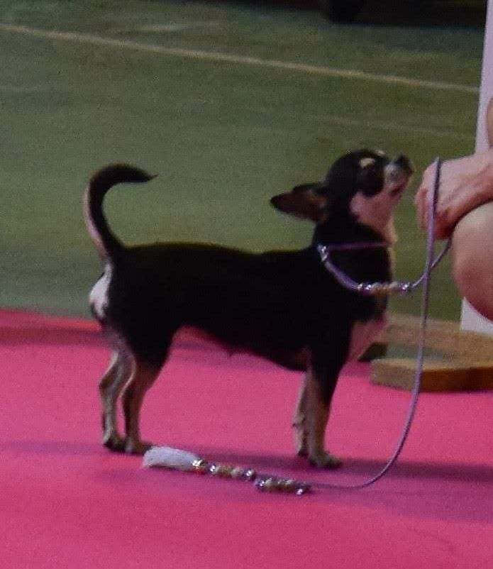 Mushka Du Clos Shooting Star