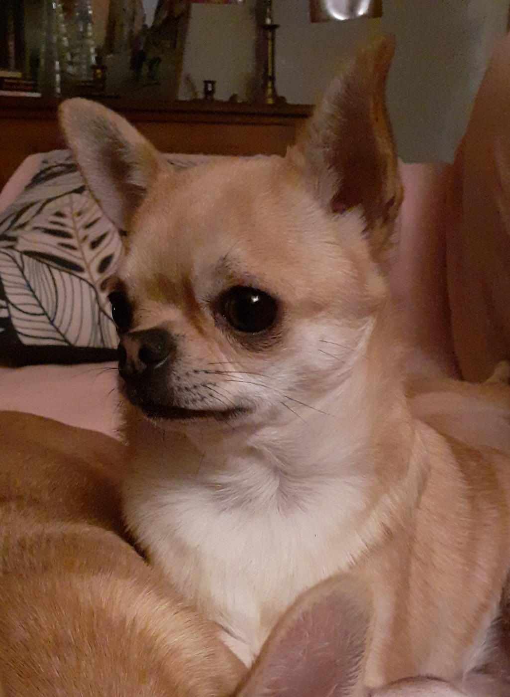 Irish cream glamour lilt soul