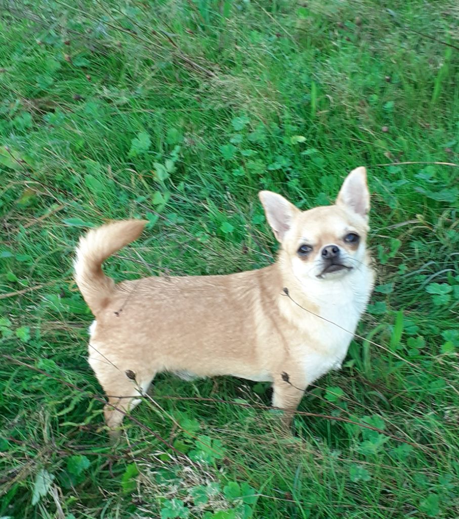 Irish cream glamour lilt soul