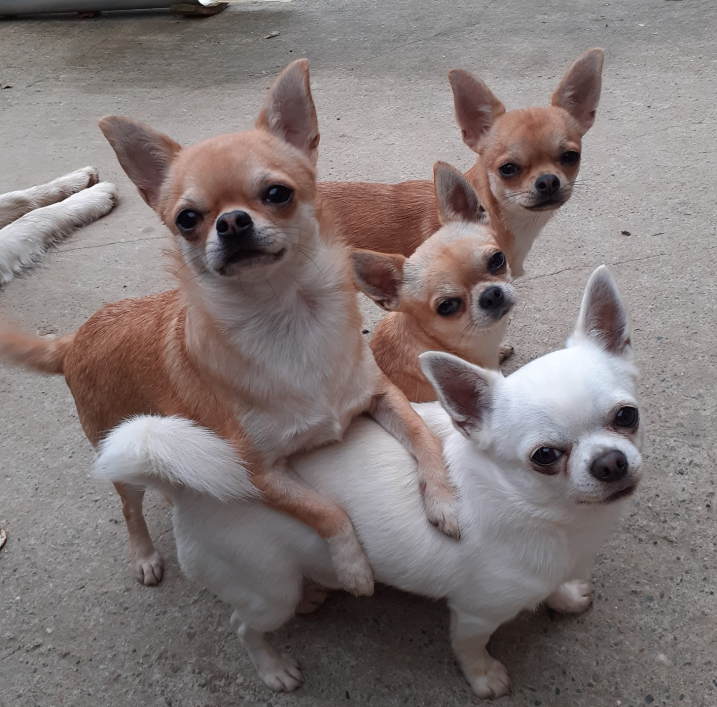 Des Ca.beaux&chics - Clap de fin. Cessation de mon activité