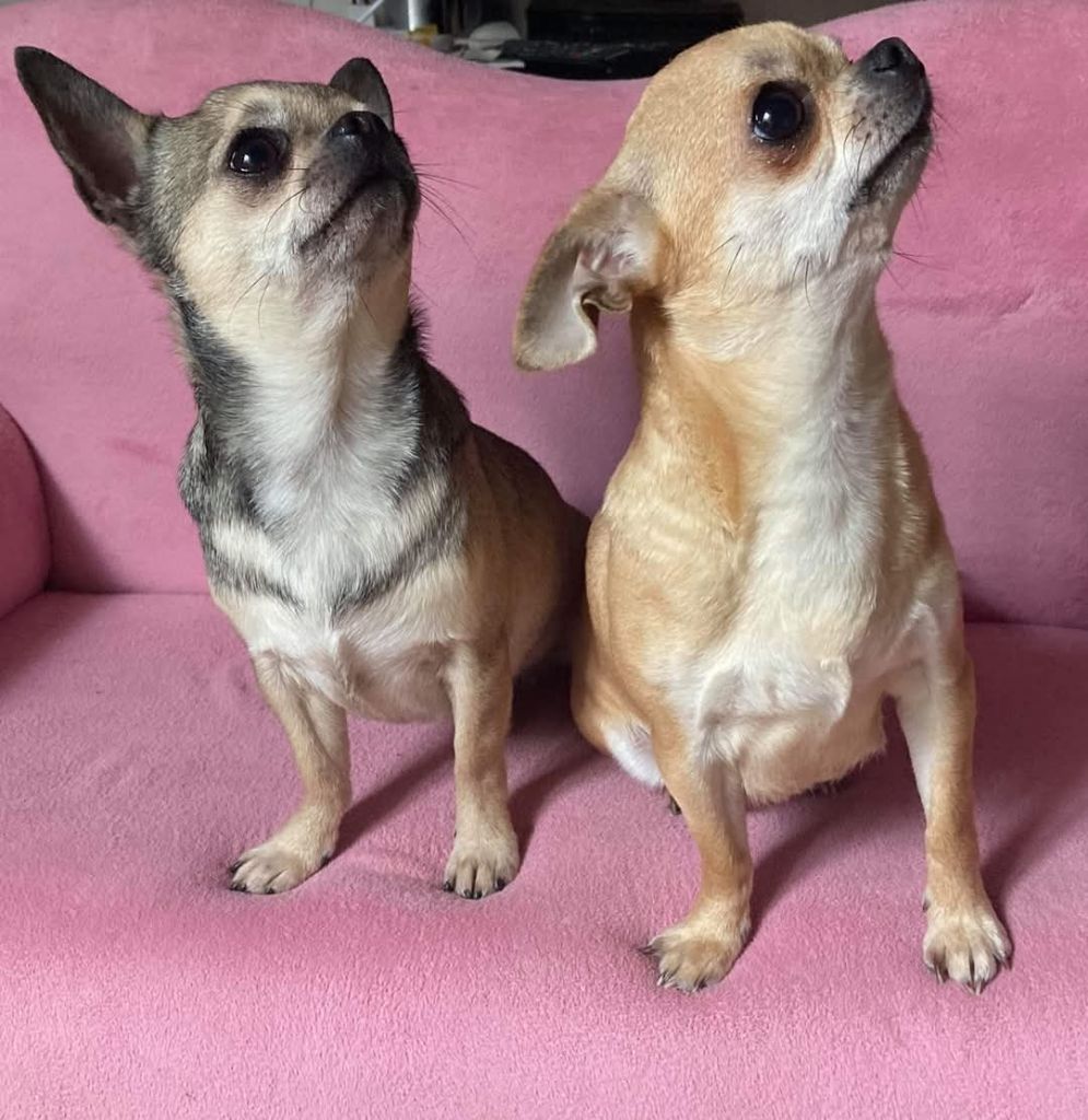 Des Ca.beaux&chics - The Last one....