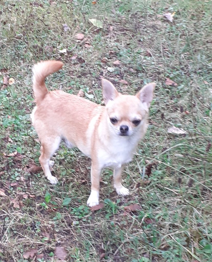 Dernier chiot....