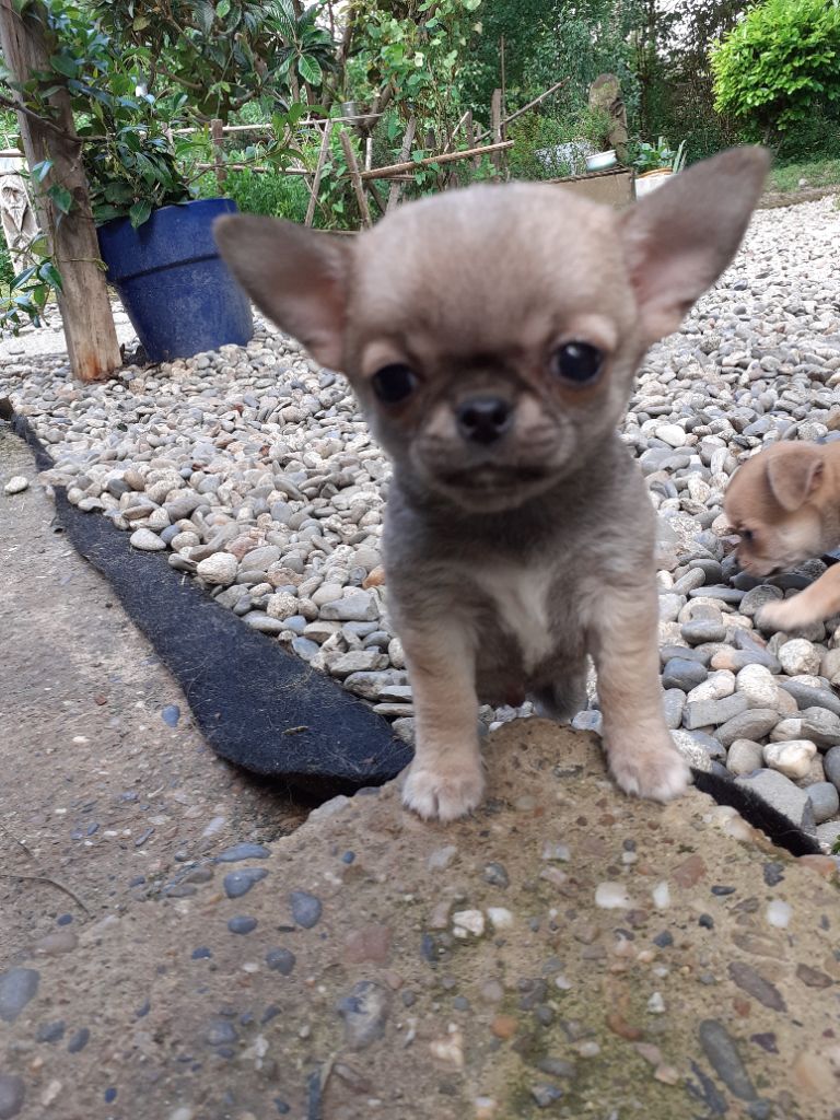 Des Ca.beaux&chics - Chiots disponibles - Chihuahua