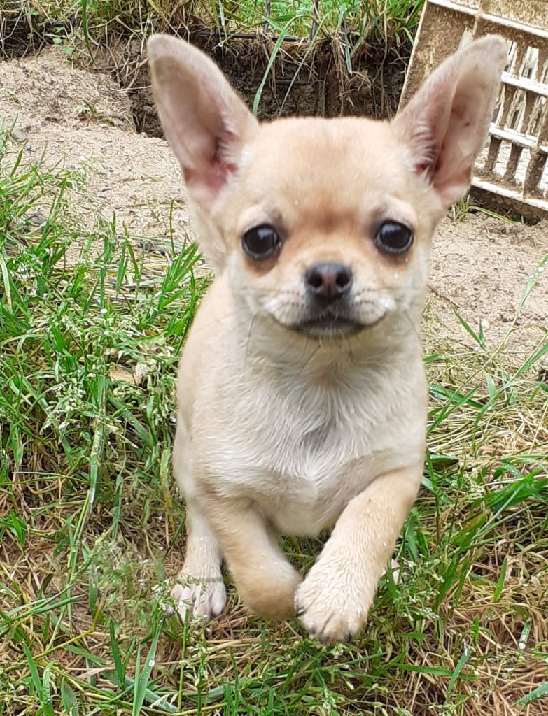 Des Ca.beaux&chics - Chiots disponibles - Chihuahua