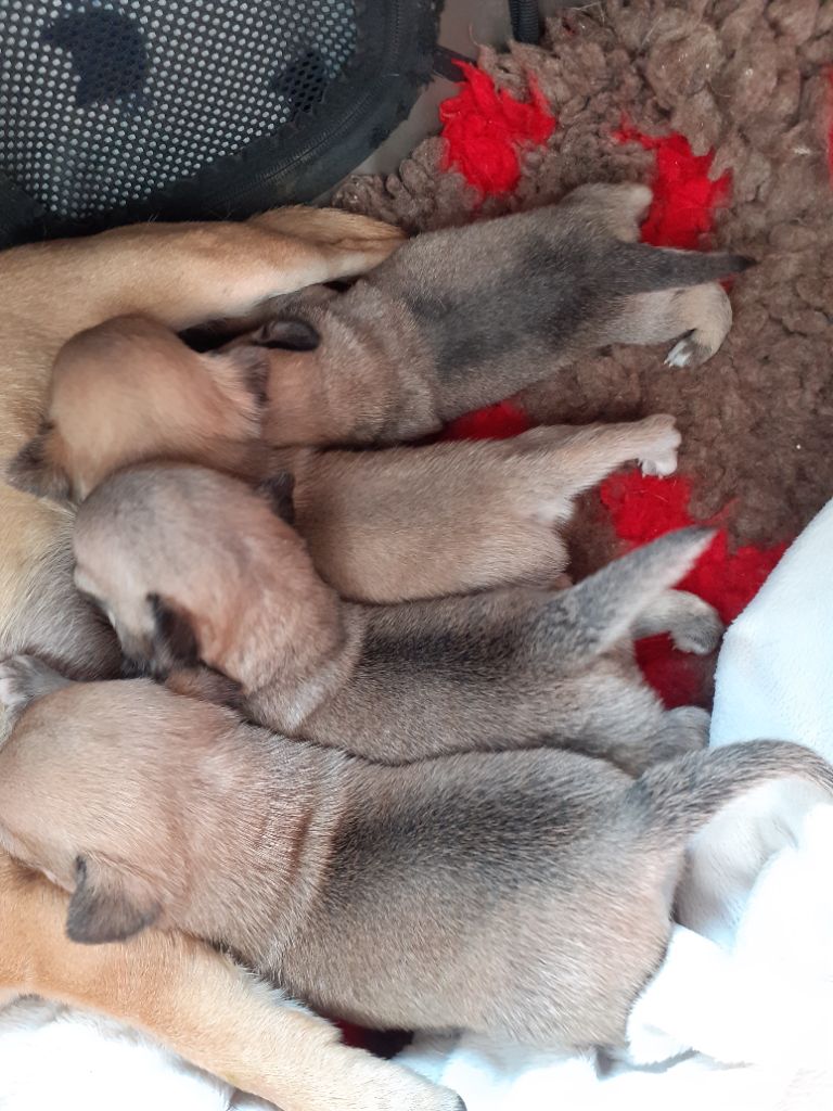 Chiot Chihuahua Des Ca.beaux&chics