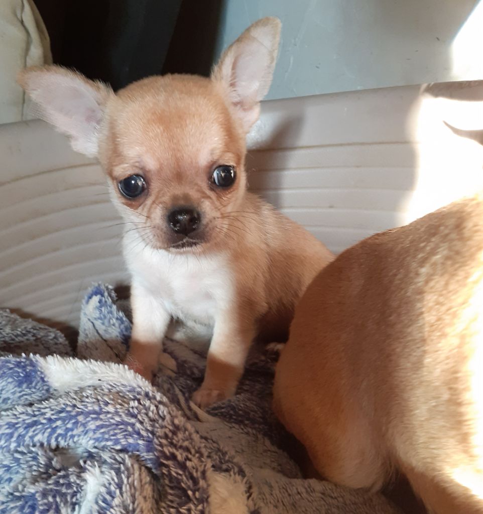 Des Ca.beaux&chics - Chiots disponibles - Chihuahua