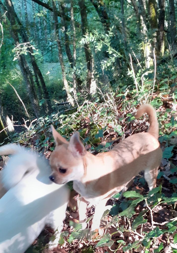 Des Ca.beaux&chics - Chiots disponibles - Chihuahua