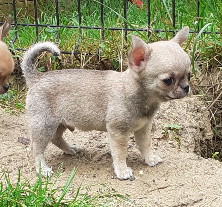 Des Ca.beaux&chics - Chiots disponibles - Chihuahua