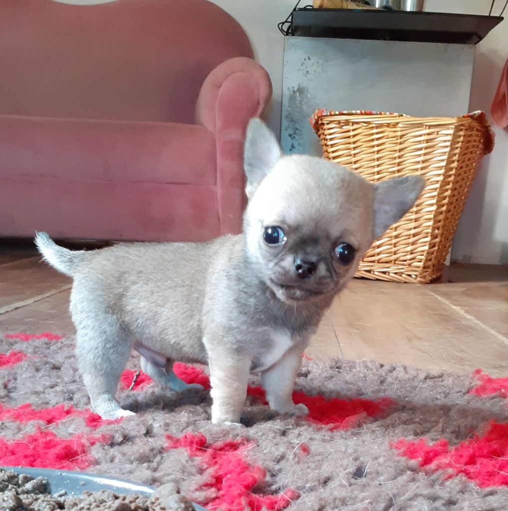 Des Ca.beaux&chics - Chiots disponibles - Chihuahua