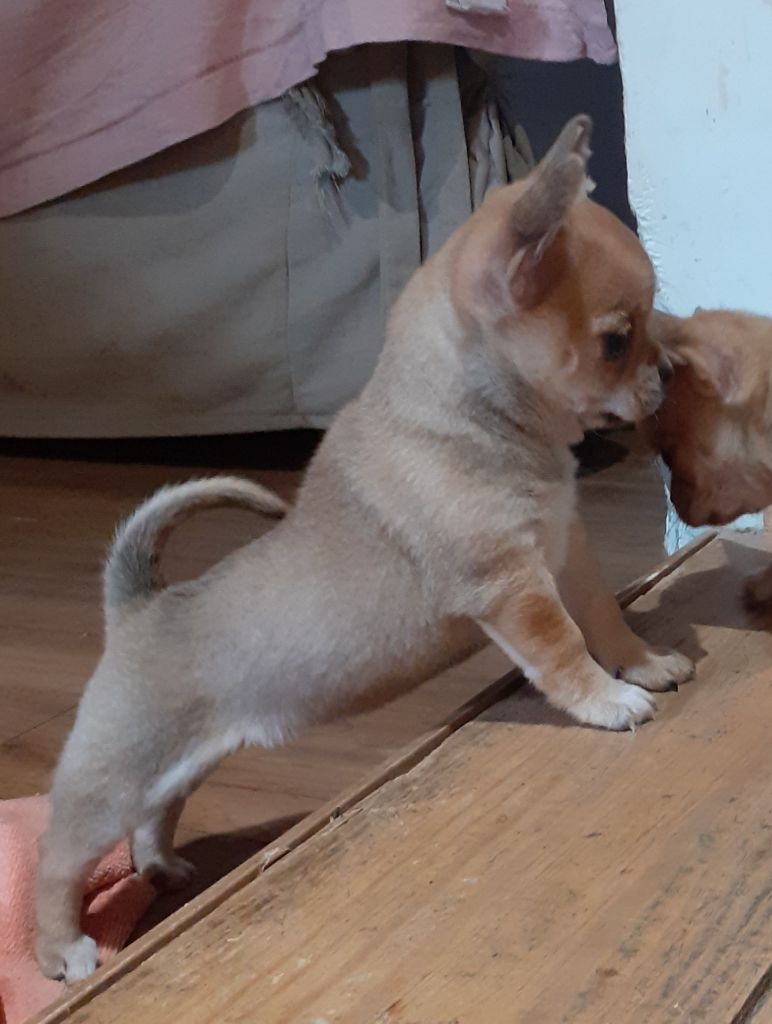Des Ca.beaux&chics - Chiots disponibles - Chihuahua