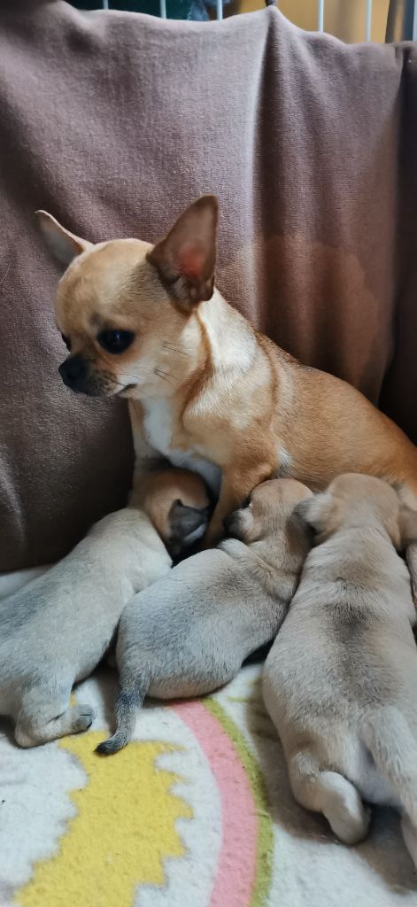 Des Ca.beaux&chics - Chihuahua - Portée née le 05/02/2022