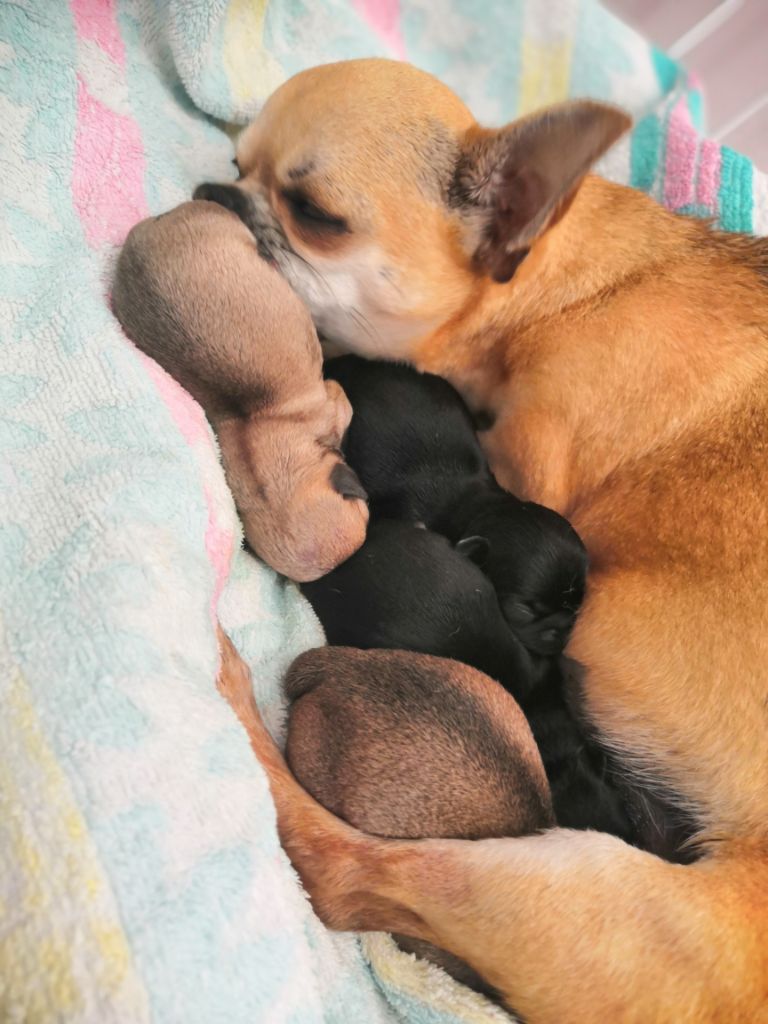 Des Ca.beaux&chics - Chihuahua - Portée née le 28/06/2020