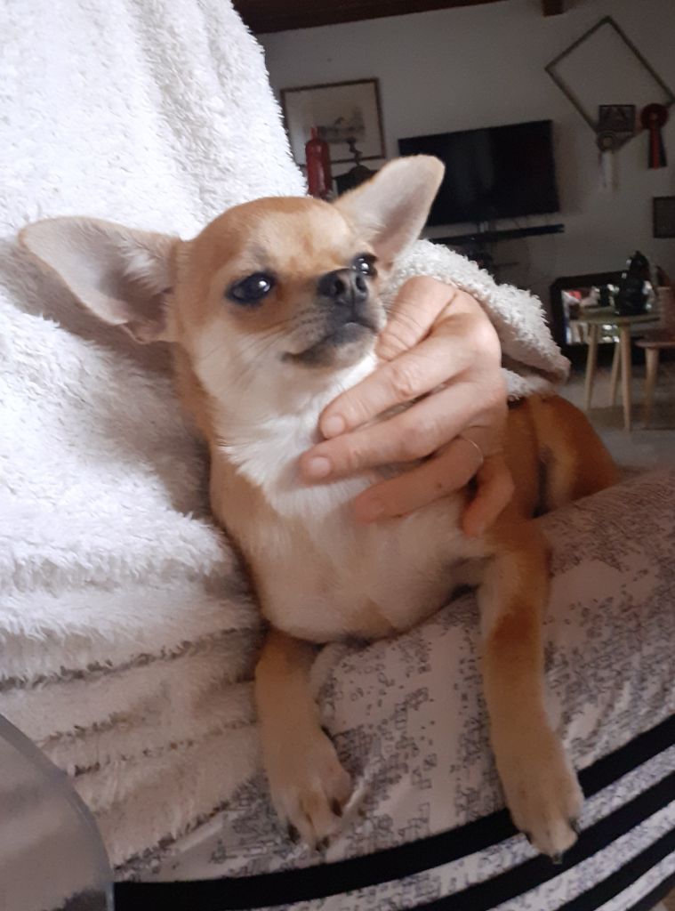 Des Ca.beaux&chics - Chiots disponibles - Chihuahua