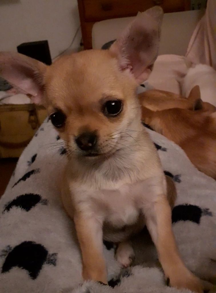 Des Ca.beaux&chics - Chiots disponibles - Chihuahua