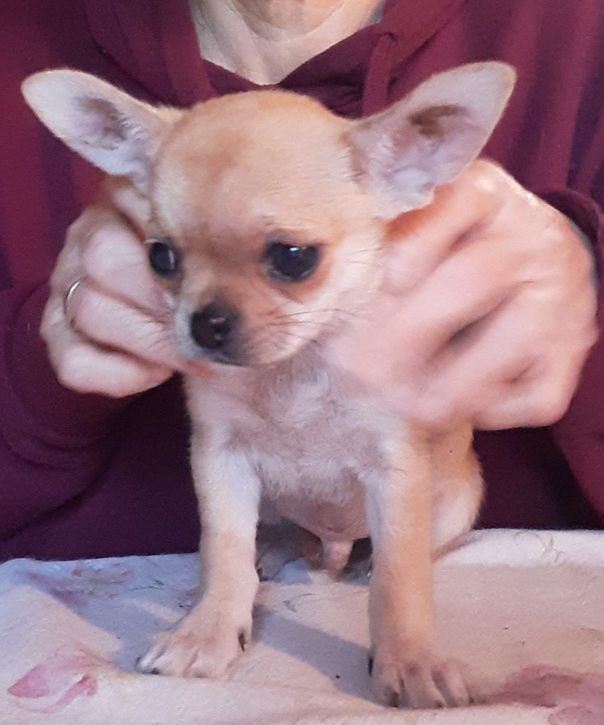 Des Ca.beaux&chics - Chiots disponibles - Chihuahua