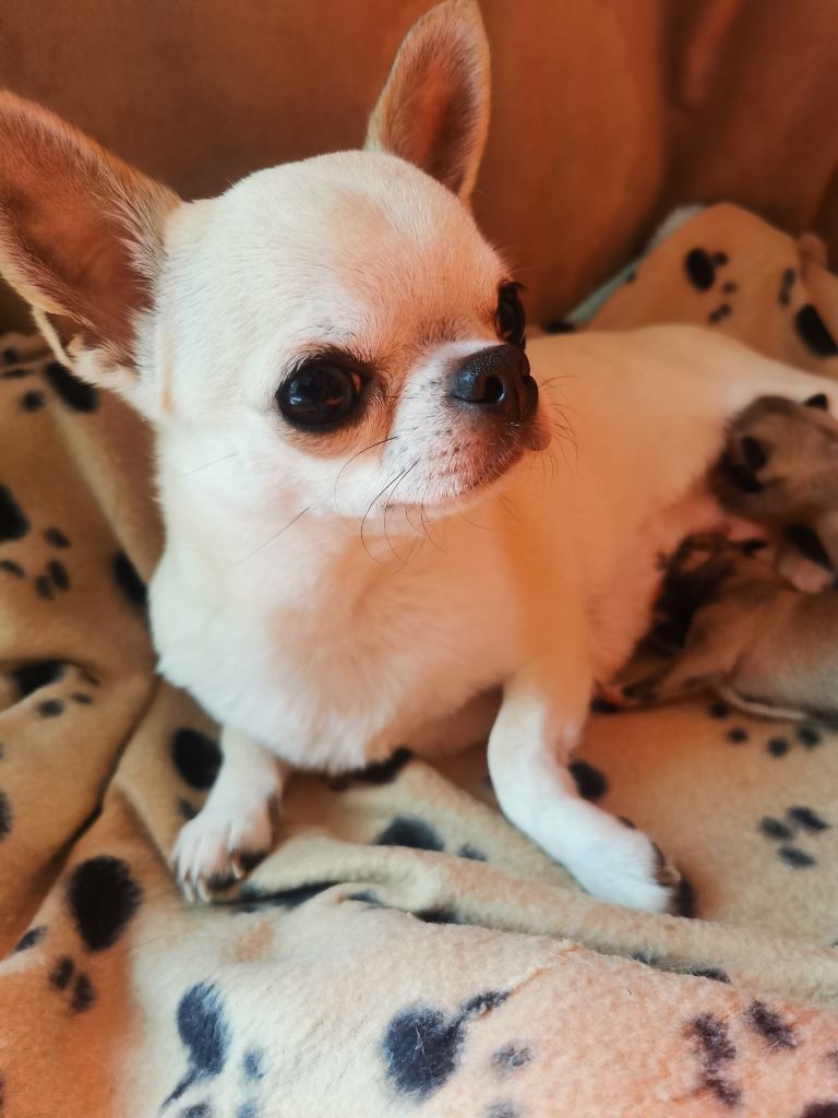 Des Ca.beaux&chics - Chihuahua - Portée née le 13/12/2022