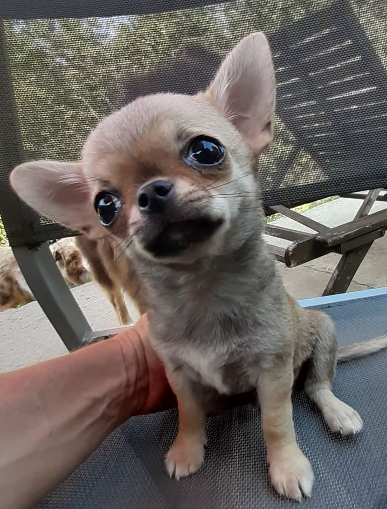 Des Ca.beaux&chics - Chiots disponibles - Chihuahua